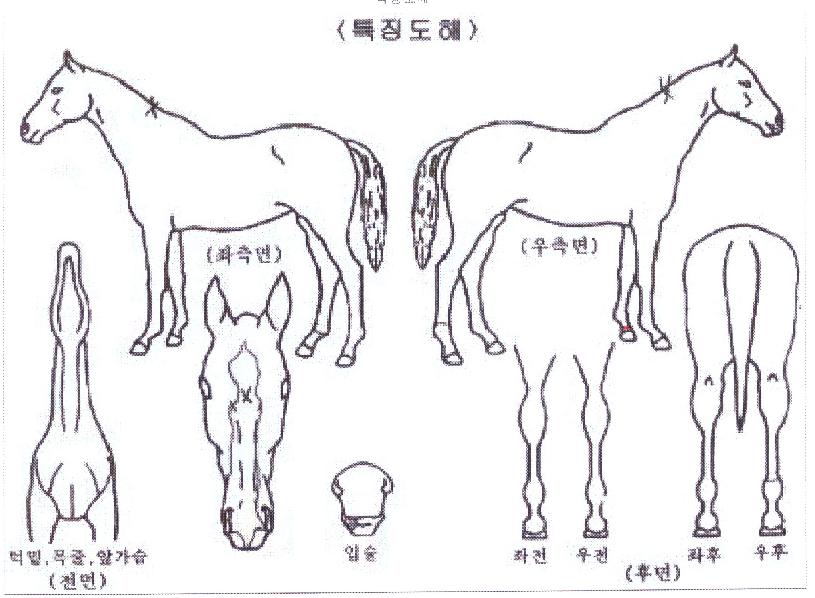ÇϴþƸ§ÀÇ Ãø¸é,¿ì¸é,µÞ¸é,µÎ»ó,´Ù¸®ÀÇ Æ¯Â¡µµÇØ