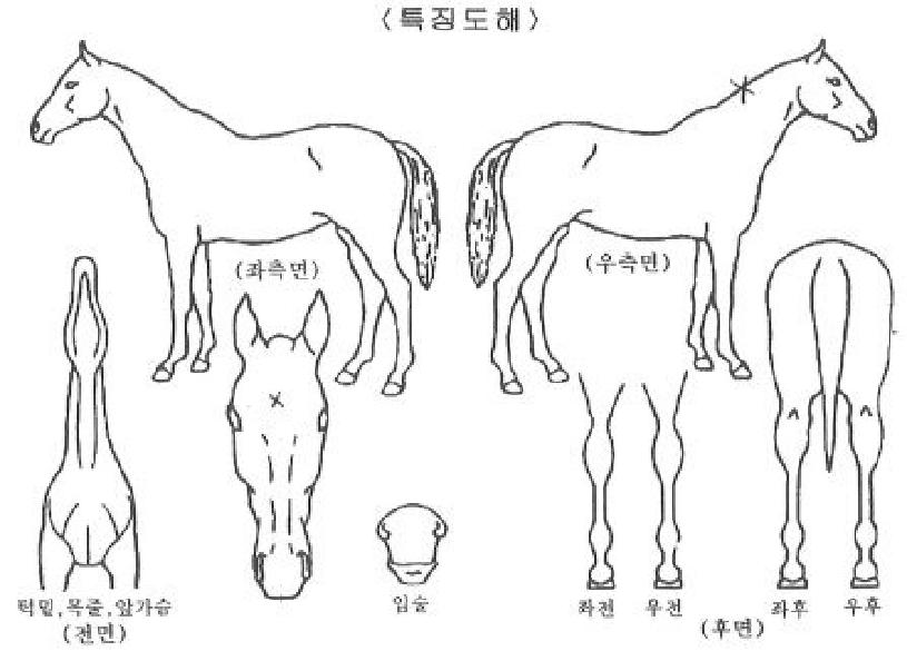 ����ŷ�� ����,���,�޸�,�λ�,�ٸ��� Ư¡����