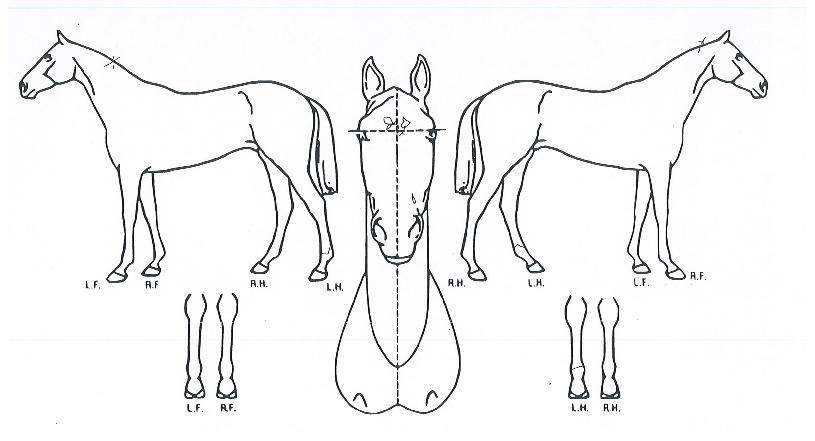 À§Áî·¯³ÊÀÇ Ãø¸é,¿ì¸é,µÞ¸é,µÎ»ó,´Ù¸®ÀÇ Æ¯Â¡µµÇØ