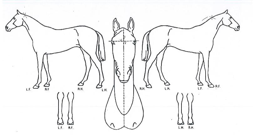 ��Źê�� ����,���,�޸�,�λ�,�ٸ��� Ư¡����