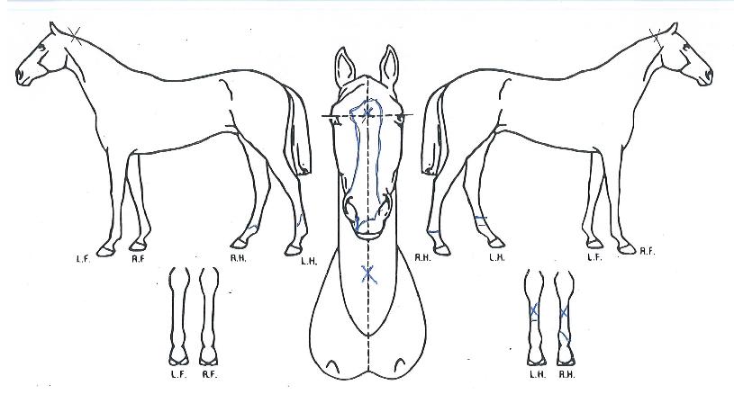 ����ĭ�� ����,���,�޸�,�λ�,�ٸ��� Ư¡����