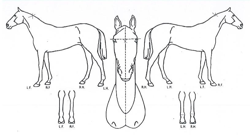 �̽�Ʈ����Ʈ�� ����,���,�޸�,�λ�,�ٸ��� Ư¡����