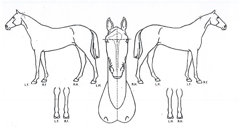 �����ְ��� ����,���,�޸�,�λ�,�ٸ��� Ư¡����