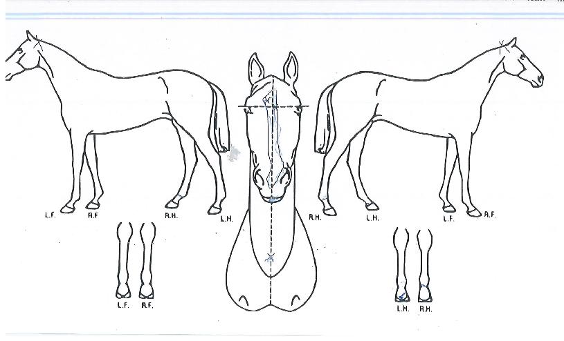 �ְ������� ����,���,�޸�,�λ�,�ٸ��� Ư¡����