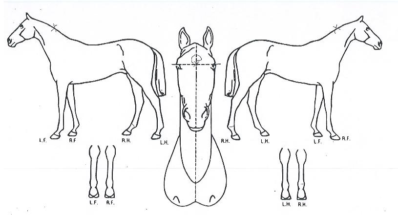 Æä¾î½ºÄ«ÀÌÁîÀÇ Ãø¸é,¿ì¸é,µÞ¸é,µÎ»ó,´Ù¸®ÀÇ Æ¯Â¡µµÇØ