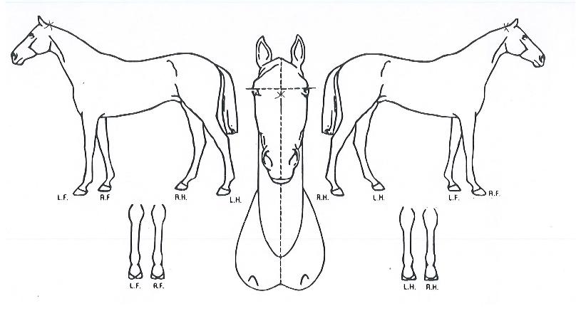 Ƽ³ªÄÉÀÌÀÇ Ãø¸é,¿ì¸é,µÞ¸é,µÎ»ó,´Ù¸®ÀÇ Æ¯Â¡µµÇØ