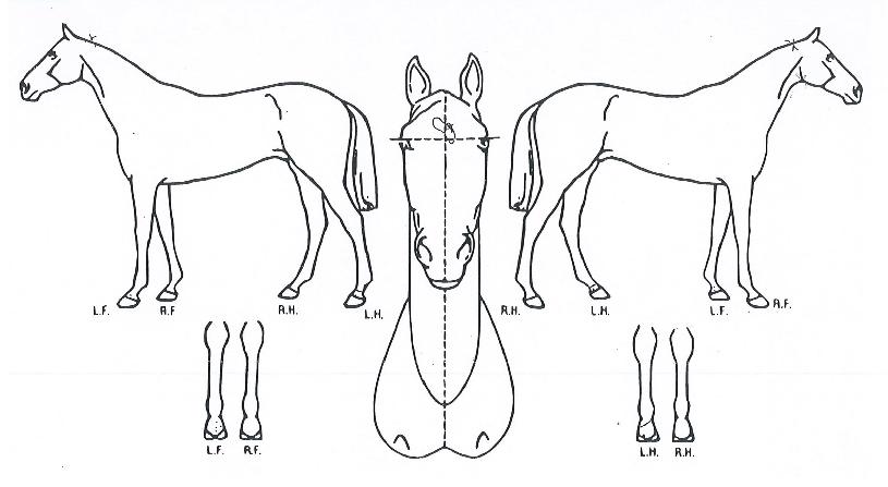 �̽�ť�ǵ��� ����,���,�޸�,�λ�,�ٸ��� Ư¡����