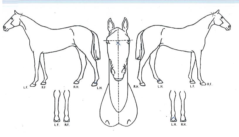 »õÆÄ¶ûÀÇ Ãø¸é,¿ì¸é,µÞ¸é,µÎ»ó,´Ù¸®ÀÇ Æ¯Â¡µµÇØ