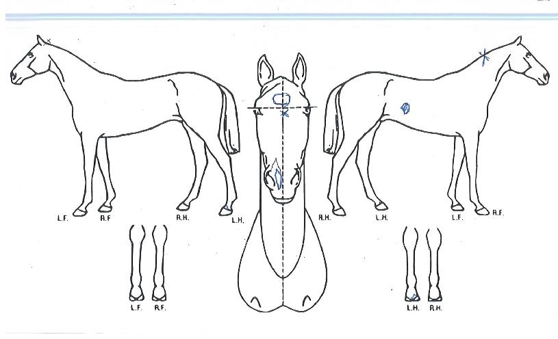 Á¤¼ºÆÑÅÍÀÇ Ãø¸é,¿ì¸é,µÞ¸é,µÎ»ó,´Ù¸®ÀÇ Æ¯Â¡µµÇØ