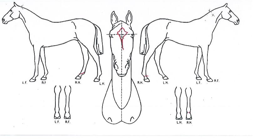 ¿¡Å¬·¹¾îÇ»¸®ÀÇ Ãø¸é,¿ì¸é,µÞ¸é,µÎ»ó,´Ù¸®ÀÇ Æ¯Â¡µµÇØ