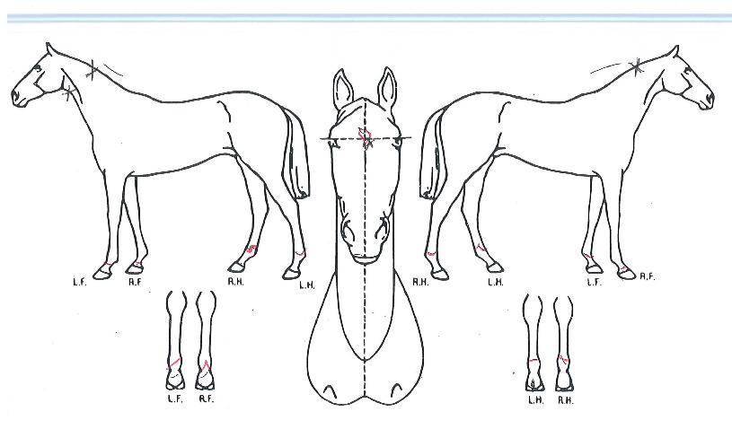 ���ø�Ʈ��Ʈ�� ����,���,�޸�,�λ�,�ٸ��� Ư¡����