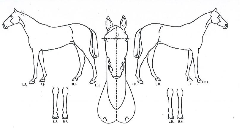 ´ÞÄáÀÇ Ãø¸é,¿ì¸é,µÞ¸é,µÎ»ó,´Ù¸®ÀÇ Æ¯Â¡µµÇØ