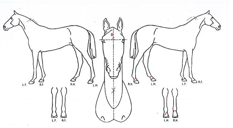 �������� ����,���,�޸�,�λ�,�ٸ��� Ư¡����