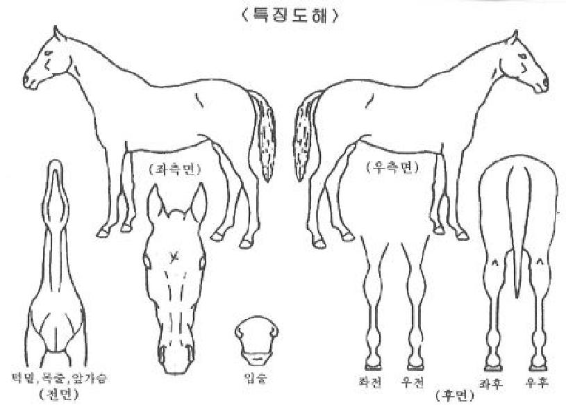 ���������� ����,���,�޸�,�λ�,�ٸ��� Ư¡����