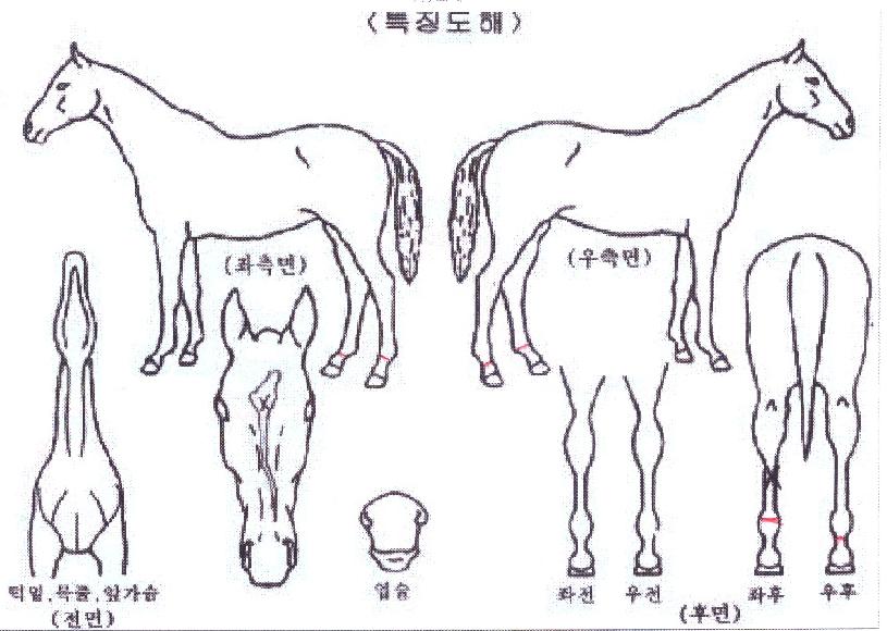 ·ÎµåÅõ³Ñ¹ö¿øÀÇ Ãø¸é,¿ì¸é,µÞ¸é,µÎ»ó,´Ù¸®ÀÇ Æ¯Â¡µµÇØ