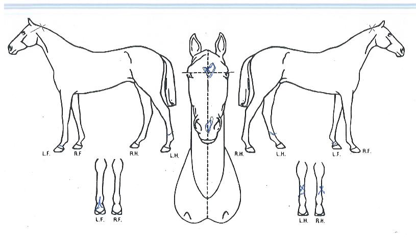 ·°Å°ºÕÀÇ Ãø¸é,¿ì¸é,µÞ¸é,µÎ»ó,´Ù¸®ÀÇ Æ¯Â¡µµÇØ