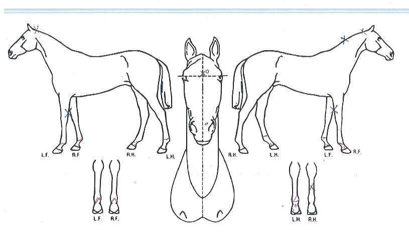 ´í½ÌÀ§ÁîÀÇ Ãø¸é,¿ì¸é,µÞ¸é,µÎ»ó,´Ù¸®ÀÇ Æ¯Â¡µµÇØ