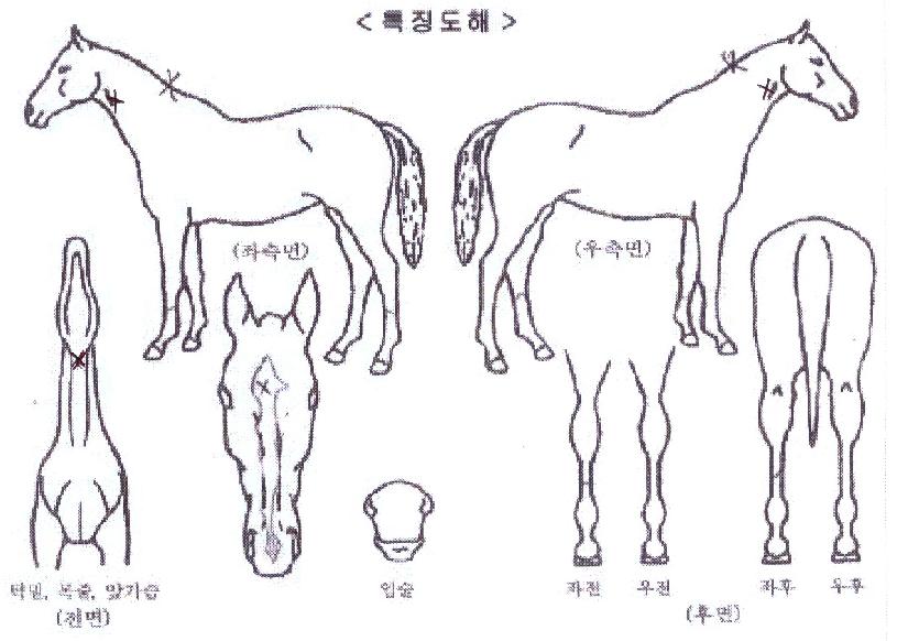 ÆÇŸ½ºÆ½º¼Æ®ÀÇ Ãø¸é,¿ì¸é,µÞ¸é,µÎ»ó,´Ù¸®ÀÇ Æ¯Â¡µµÇØ