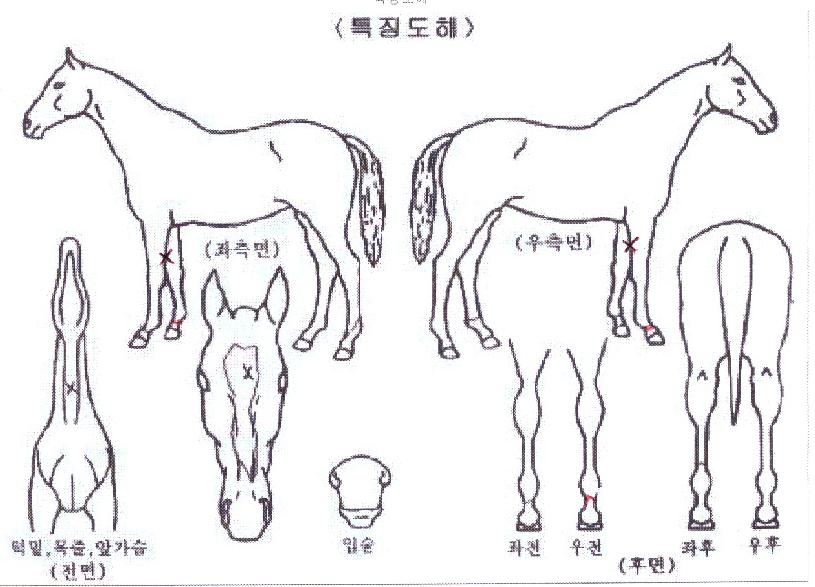 ��Ÿ��ƽ�м��� ����,���,�޸�,�λ�,�ٸ��� Ư¡����