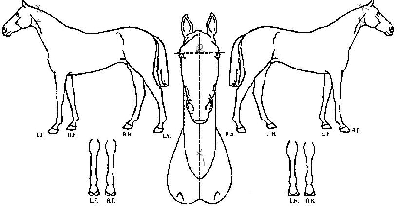 ���ʺ�������� ����,���,�޸�,�λ�,�ٸ��� Ư¡����