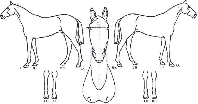 Å©·¹ÀÌÁöÄÀÇ Ãø¸é,¿ì¸é,µÞ¸é,µÎ»ó,´Ù¸®ÀÇ Æ¯Â¡µµÇØ