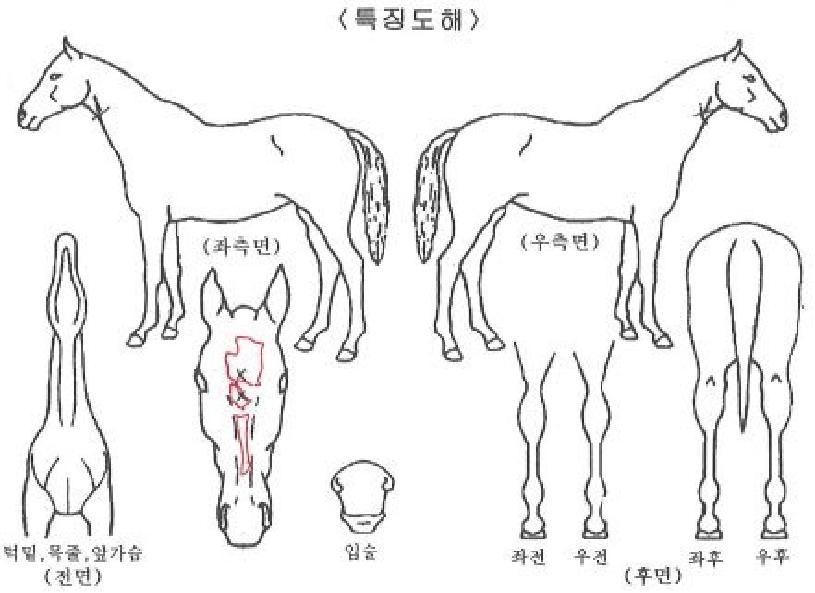 ·ÎÁö½ºÆ®ÄýÀÇ Ãø¸é,¿ì¸é,µÞ¸é,µÎ»ó,´Ù¸®ÀÇ Æ¯Â¡µµÇØ