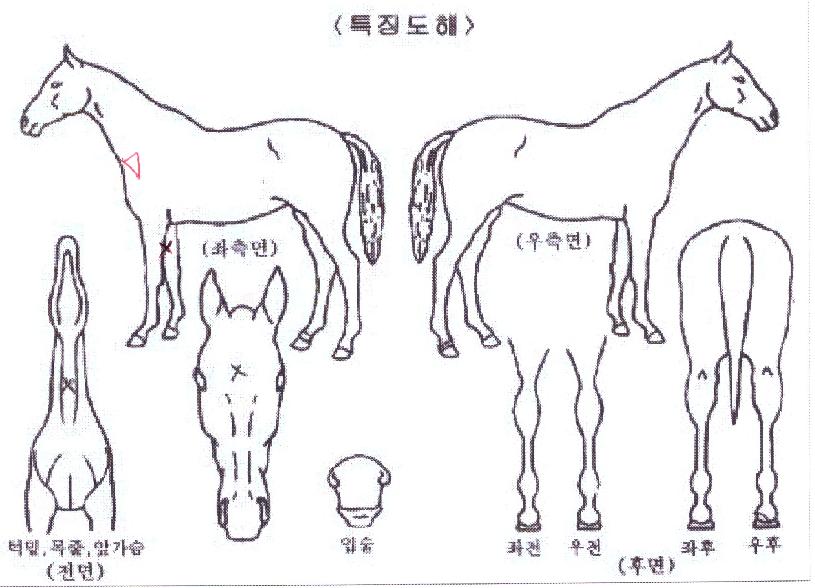 °íÆ®¸ÇÀÇ Ãø¸é,¿ì¸é,µÞ¸é,µÎ»ó,´Ù¸®ÀÇ Æ¯Â¡µµÇØ