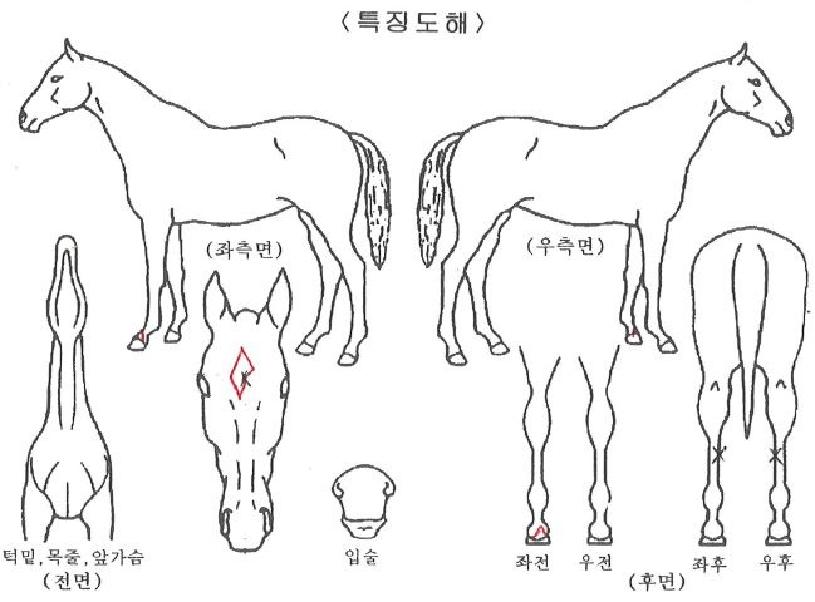 ´ë±æÀDzÞÀÇ Ãø¸é,¿ì¸é,µÞ¸é,µÎ»ó,´Ù¸®ÀÇ Æ¯Â¡µµÇØ