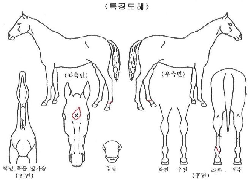 ¸Þ°¡Ç÷¹ÀÌÀÇ Ãø¸é,¿ì¸é,µÞ¸é,µÎ»ó,´Ù¸®ÀÇ Æ¯Â¡µµÇØ