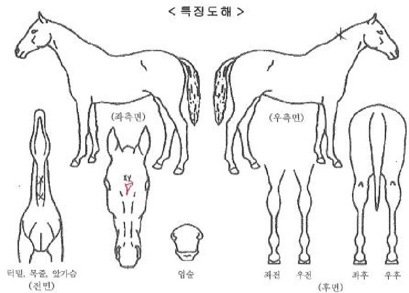 �����Ʈ�� ����,���,�޸�,�λ�,�ٸ��� Ư¡����