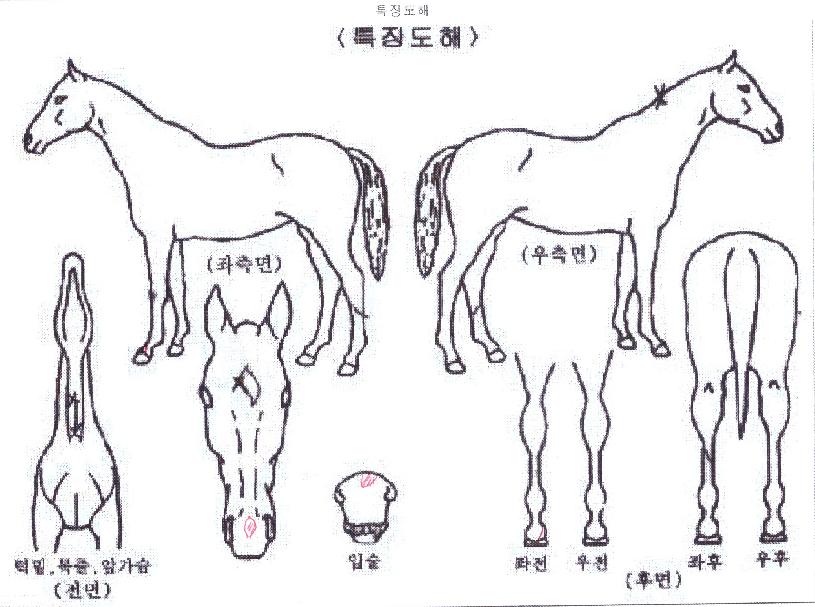 ¹«ÇÑ´ëºûÀÇ Ãø¸é,¿ì¸é,µÞ¸é,µÎ»ó,´Ù¸®ÀÇ Æ¯Â¡µµÇØ