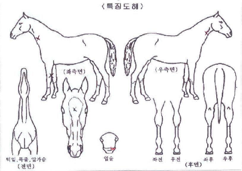 ÈÀÌÆ®½ºÅ¸ÀÇ Ãø¸é,¿ì¸é,µÞ¸é,µÎ»ó,´Ù¸®ÀÇ Æ¯Â¡µµÇØ