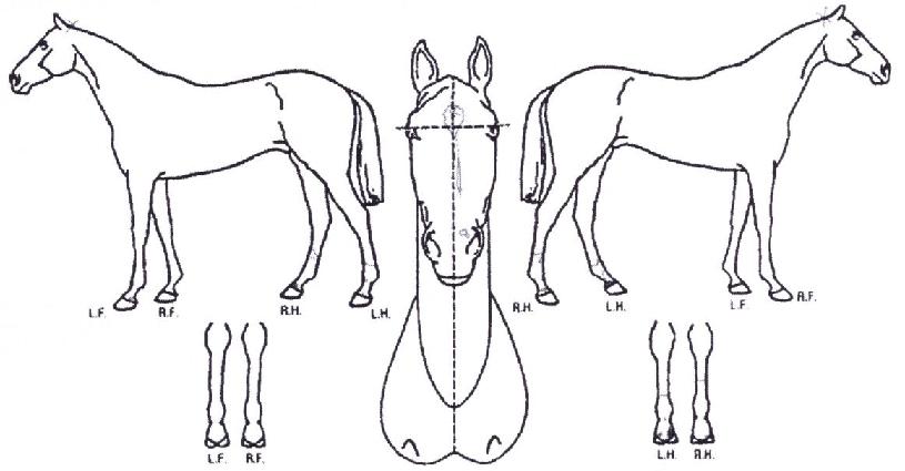 ���ֿ����� ����,���,�޸�,�λ�,�ٸ��� Ư¡����