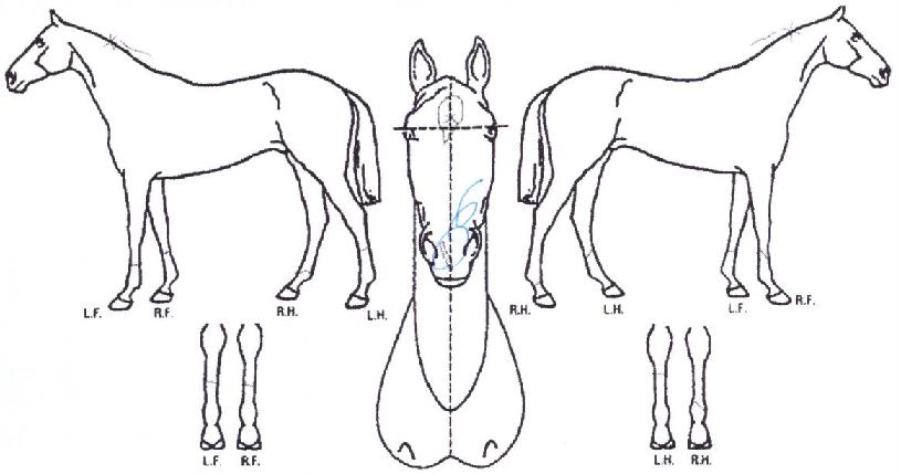 �޺���ɲ��� ����,���,�޸�,�λ�,�ٸ��� Ư¡����