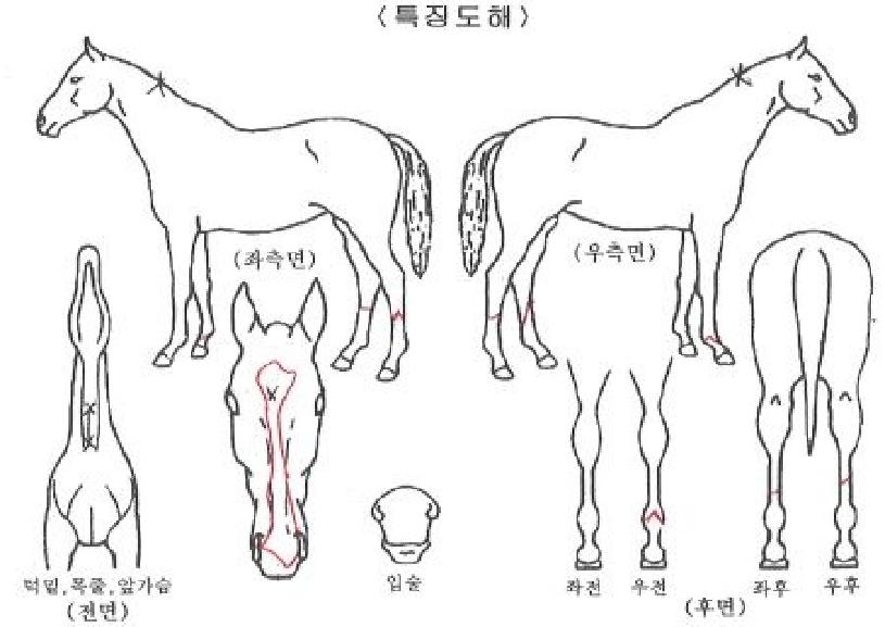 º¸·ÉÀÇÄè¼ÓÀÇ Ãø¸é,¿ì¸é,µÞ¸é,µÎ»ó,´Ù¸®ÀÇ Æ¯Â¡µµÇØ