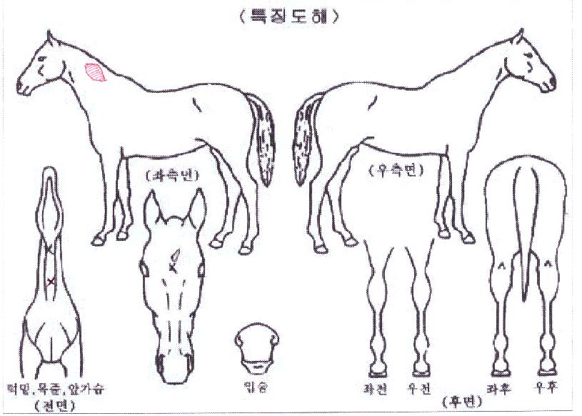 ������ũ����� ����,���,�޸�,�λ�,�ٸ��� Ư¡����