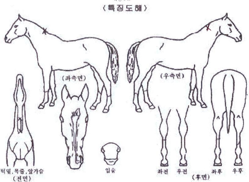 Èñ¸Á·Î±âÀÇ Ãø¸é,¿ì¸é,µÞ¸é,µÎ»ó,´Ù¸®ÀÇ Æ¯Â¡µµÇØ