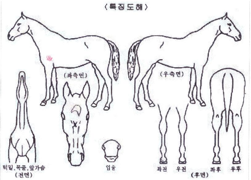 ¼±Íºí·¹À̵åÀÇ Ãø¸é,¿ì¸é,µÞ¸é,µÎ»ó,´Ù¸®ÀÇ Æ¯Â¡µµÇØ