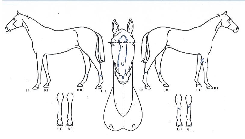 ����Ƽ���� ����,���,�޸�,�λ�,�ٸ��� Ư¡����