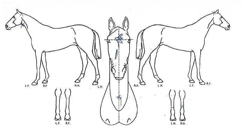 ������Ż���� ����,���,�޸�,�λ�,�ٸ��� Ư¡����