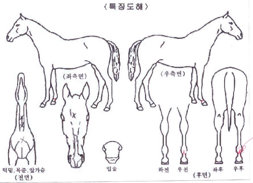 ¸Å¿ìÀÇ Ãø¸é,¿ì¸é,µÞ¸é,µÎ»ó,´Ù¸®ÀÇ Æ¯Â¡µµÇØ