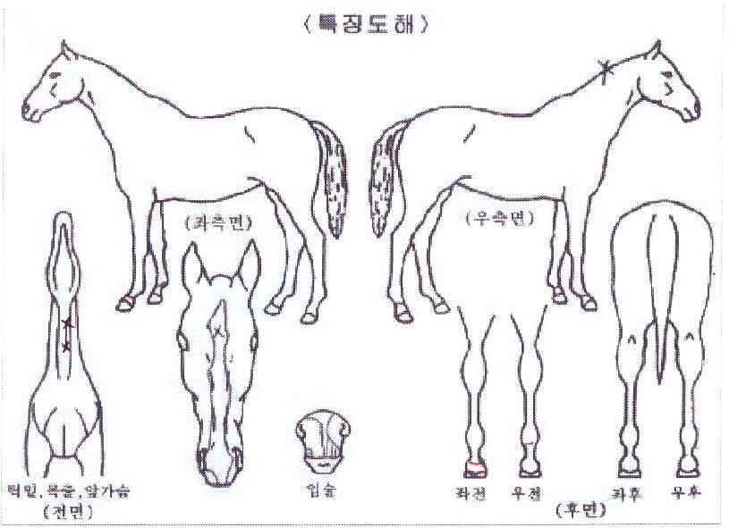 �̽ʳ������� ����,���,�޸�,�λ�,�ٸ��� Ư¡����