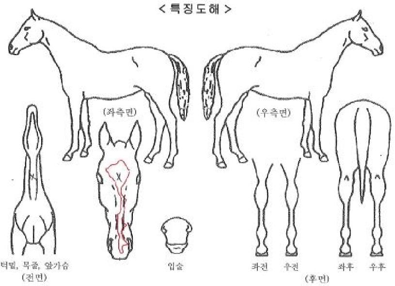 µ¹Ç³ÀÇÁß½ÉÀÇ Ãø¸é,¿ì¸é,µÞ¸é,µÎ»ó,´Ù¸®ÀÇ Æ¯Â¡µµÇØ