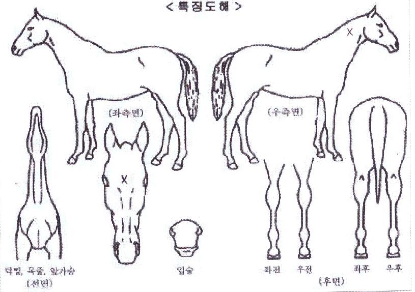 ����ġ�� ����,���,�޸�,�λ�,�ٸ��� Ư¡����