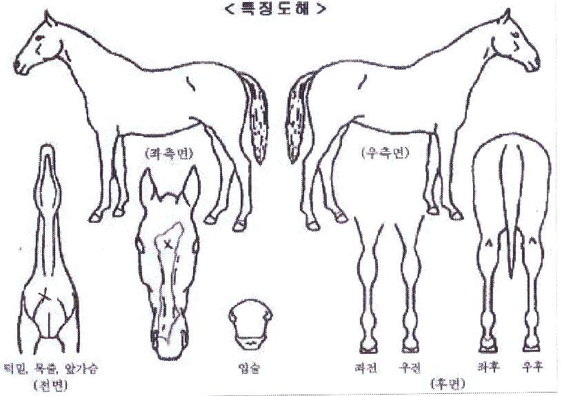 ´ÙÀ̳ª¹Í·¹¸óÀÇ Ãø¸é,¿ì¸é,µÞ¸é,µÎ»ó,´Ù¸®ÀÇ Æ¯Â¡µµÇØ