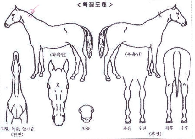 â°øÀdz¯°³ÀÇ Ãø¸é,¿ì¸é,µÞ¸é,µÎ»ó,´Ù¸®ÀÇ Æ¯Â¡µµÇØ