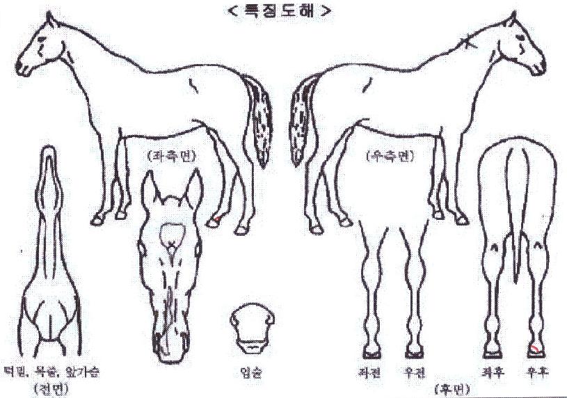 À©µå¼ÒµåÀÇ Ãø¸é,¿ì¸é,µÞ¸é,µÎ»ó,´Ù¸®ÀÇ Æ¯Â¡µµÇØ