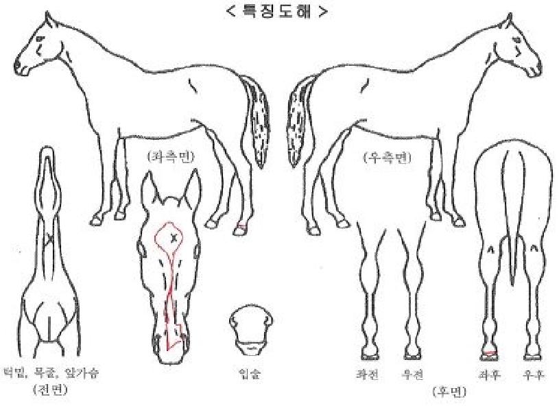 ºü¸´ºü¸´ÀÇ Ãø¸é,¿ì¸é,µÞ¸é,µÎ»ó,´Ù¸®ÀÇ Æ¯Â¡µµÇØ