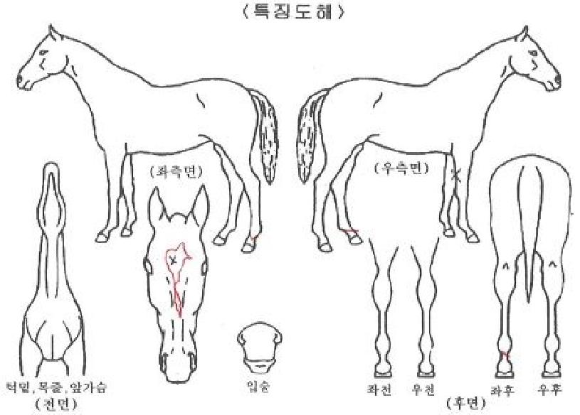 ¸¶À½¸ÔÀº´ë·ÎÀÇ Ãø¸é,¿ì¸é,µÞ¸é,µÎ»ó,´Ù¸®ÀÇ Æ¯Â¡µµÇØ