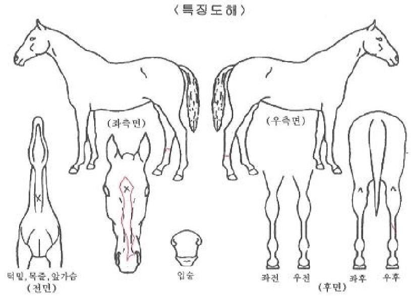 �����¡���� ����,���,�޸�,�λ�,�ٸ��� Ư¡����